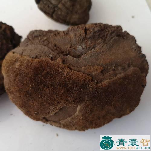 中药材针层孔菌图片