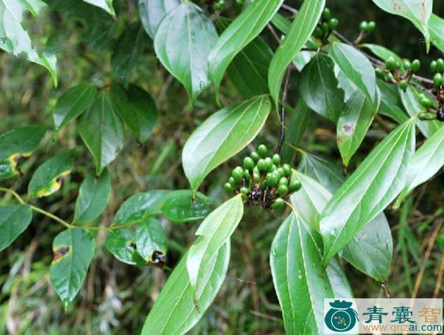 钓樟枝叶的性味归经以及功效用法-青囊智