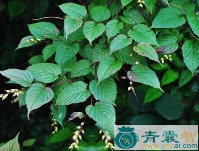钓竿柴的性味归经以及功效用法-青囊智