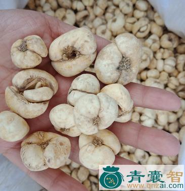 中药材钗蛋贝图片