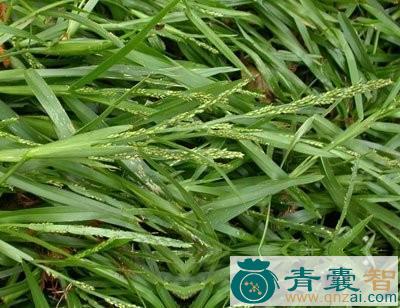 钝叶草的性味归经以及功效用法-青囊智