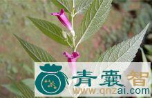 中药材钝齿铃子香图片