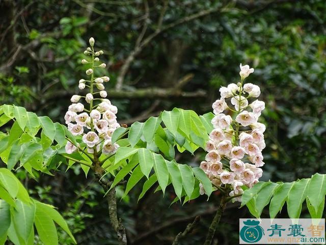 中药材钟萼木图片