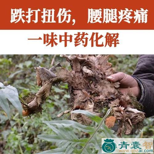 中药材钮子跌打图片