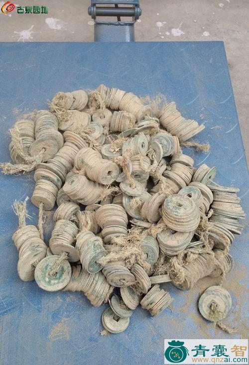 中药材钱串子图片
