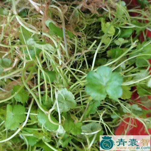 中药材钱凿口图片