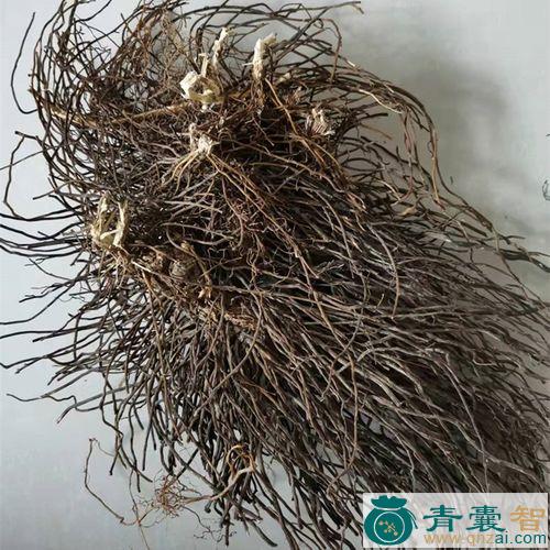 中药材钻之灵图片