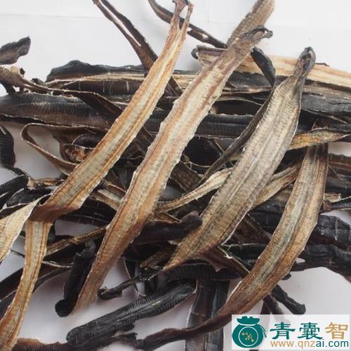 中药材钻地龙图片