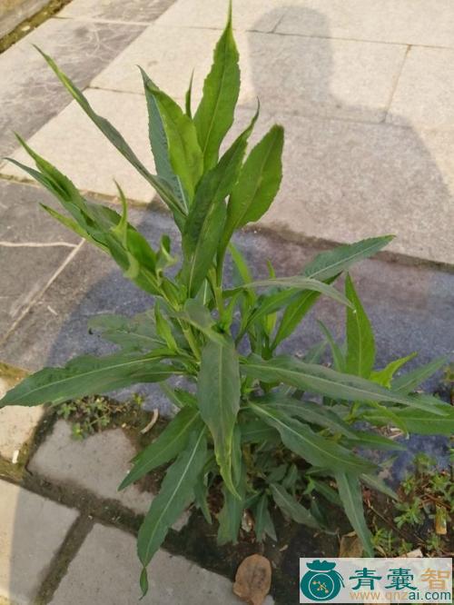 钻形紫菀的性味归经以及功效用法-青囊智