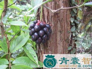 中药材钻骨风果图片