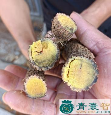 中药材铁丝根图片