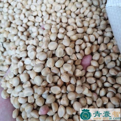 中药材铁场豆图片
