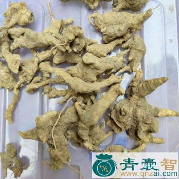 中药材铁将军图片