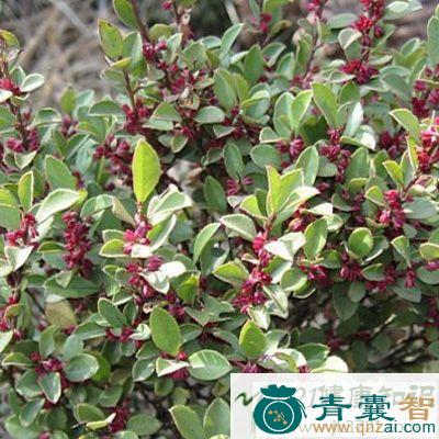 中药材铁尺树图片
