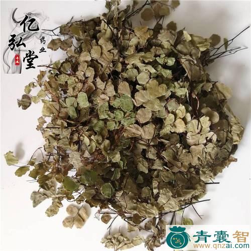 中药材铁杆猪毛七图片