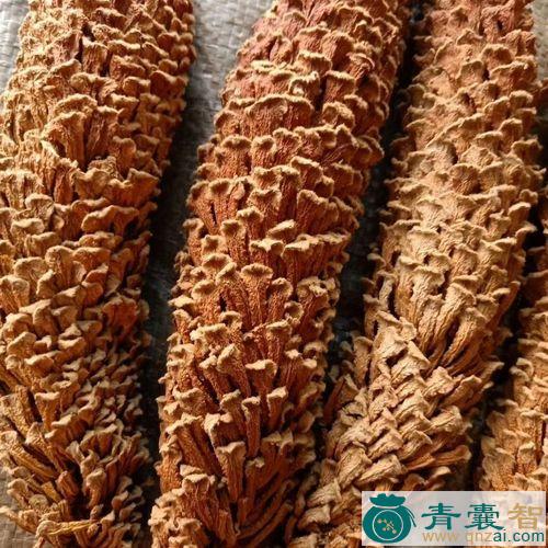 中药材铁树花图片