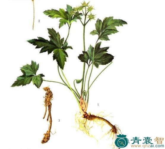 中药材铁树黄连图片