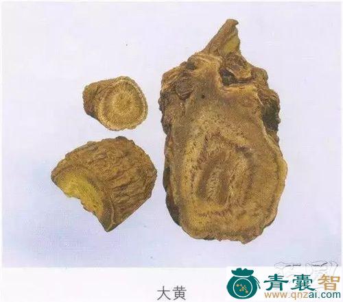 中药材铁梗将军图片