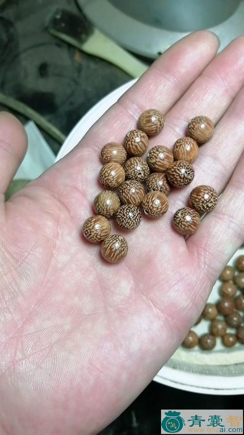 中药材铁梨木图片