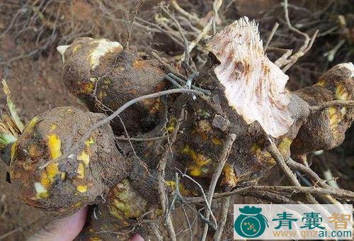 中药材铁棱角三七图片