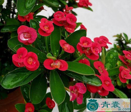 中药材铁海棠图片