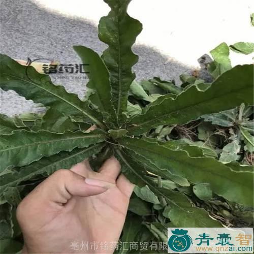 中药材铁灯柱图片