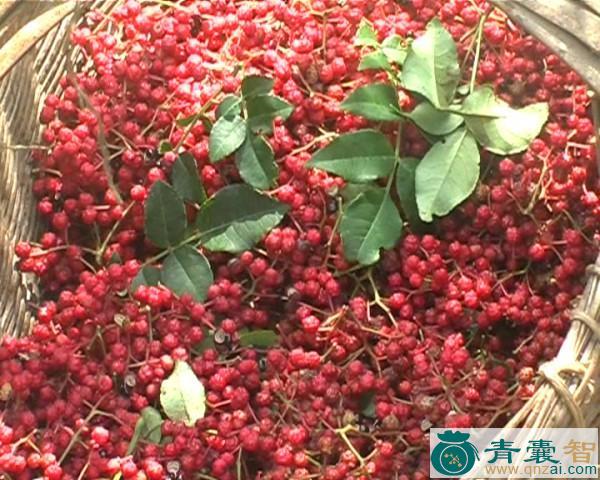 中药材铁焊椒图片