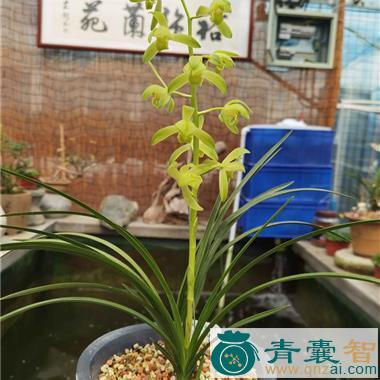 铁甲将军-青囊智