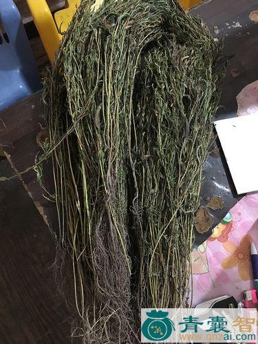铁甲藤的性状性味归经以及功效用法-青囊智