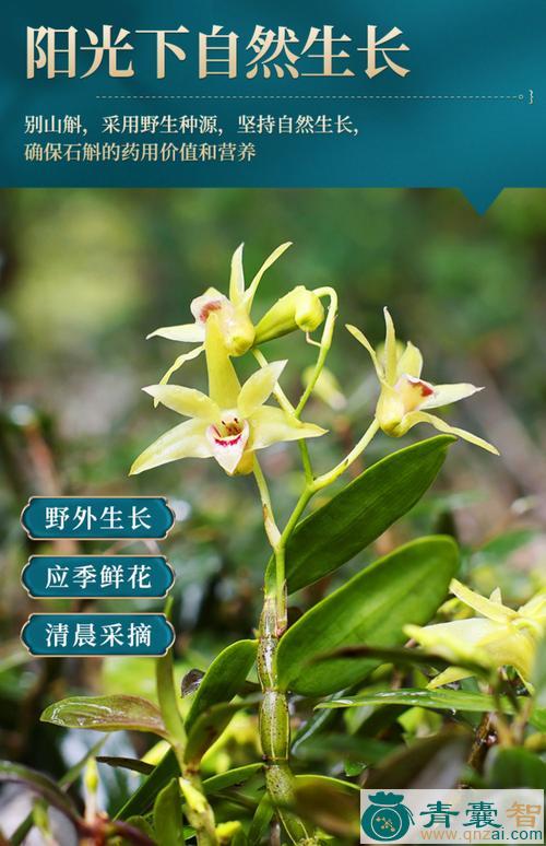 中药材铁皮兰图片
