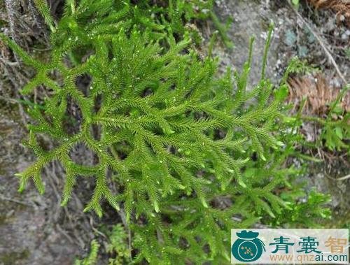中药材铁石松图片