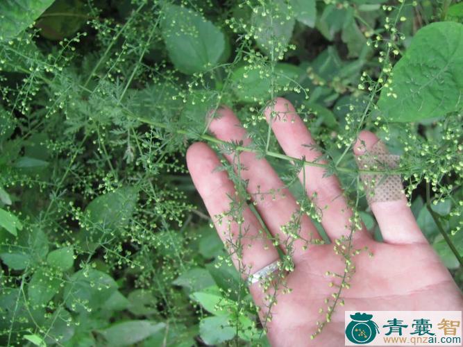 中药材铁筅帚图片