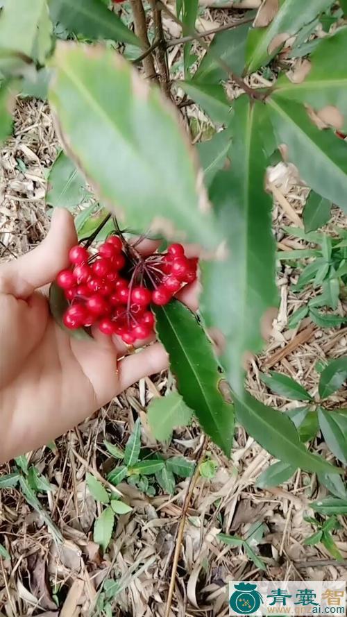 中药材铁羊伞图片