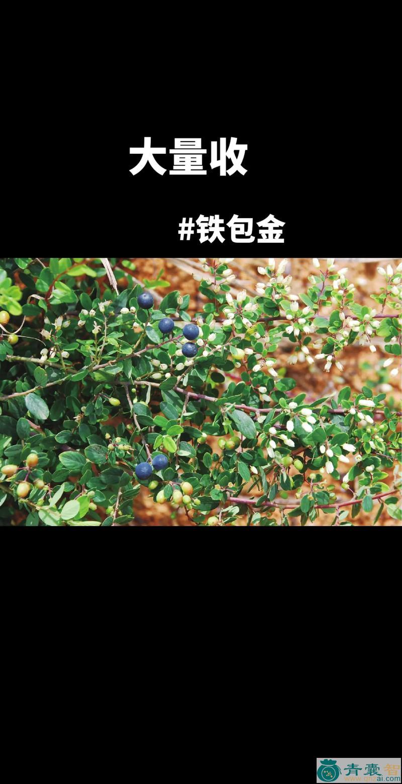 中药材铁老鼠图片