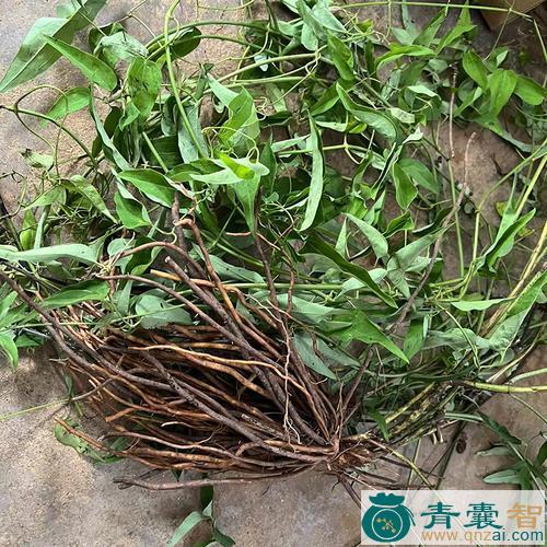中药材铁脚仙图片