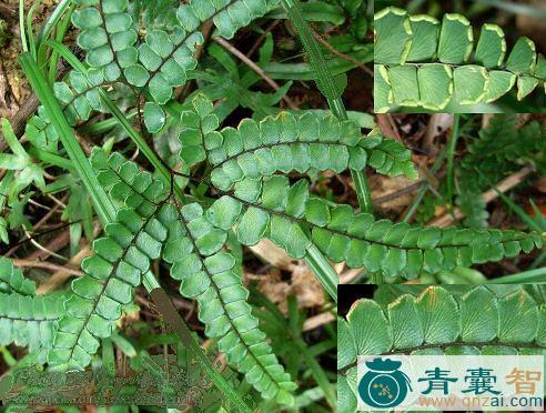 中药材铁脚草图片