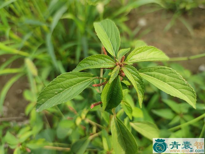 铁莲草的性状性味归经以及功效用法和注意事项-青囊智
