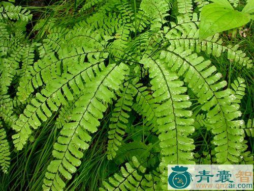 中药材铁蒲扇图片
