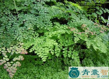 中药材铁蕨黑蕨猫图片
