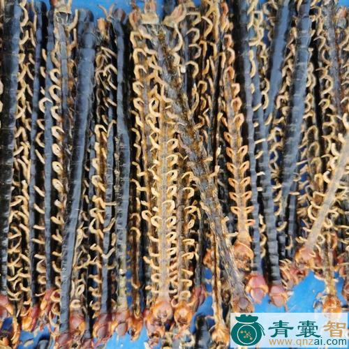 中药材铁蜈蚣图片
