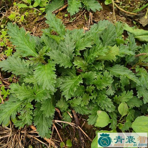 中药材铁边图片