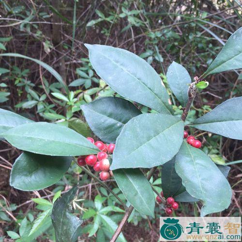中药材铁郎伞图片