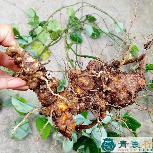中药材铁鞭角图片