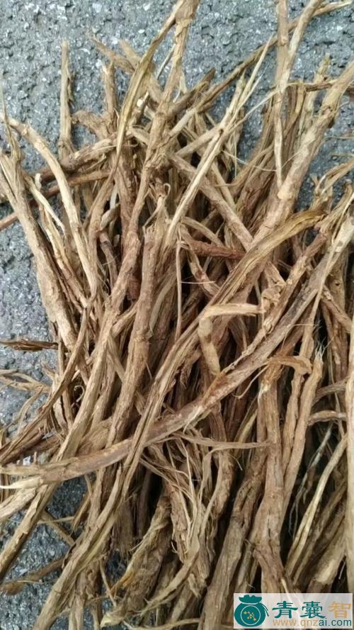 铁马胡烧的性味归经以及功效用法-青囊智
