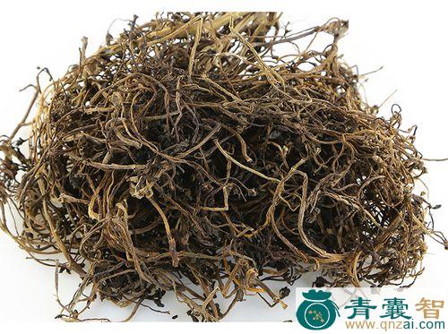 中药材铁马齿苋图片