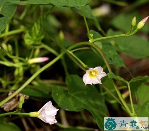 中药材铃当花图片