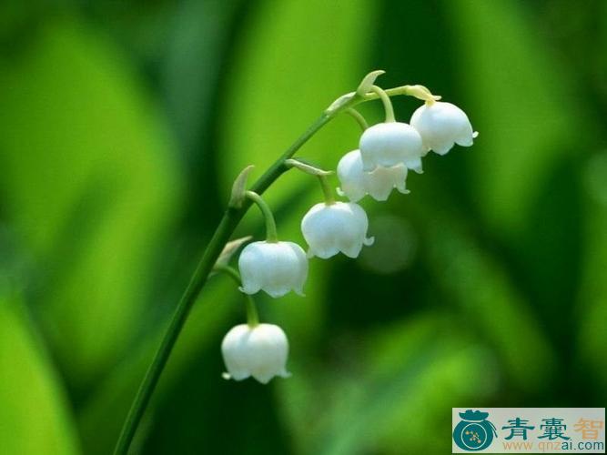 中药材铃铛花图片