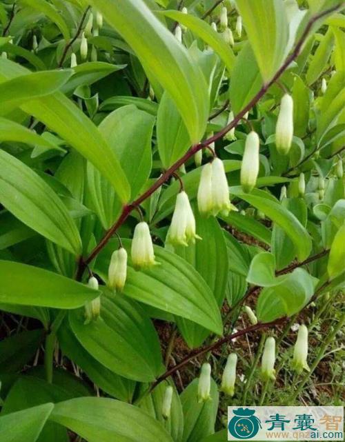 中药材铃铛菜图片