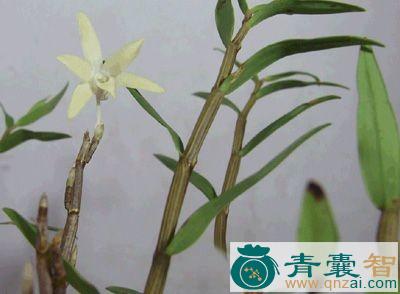中药材铜皮树图片