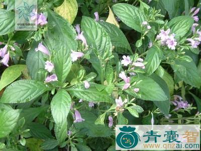 中药材铜色紫云菜图片